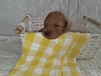 Yellow Ribbon Female, a female Goldendoodle for sale in San Diego, CA – Photo 3 of 5