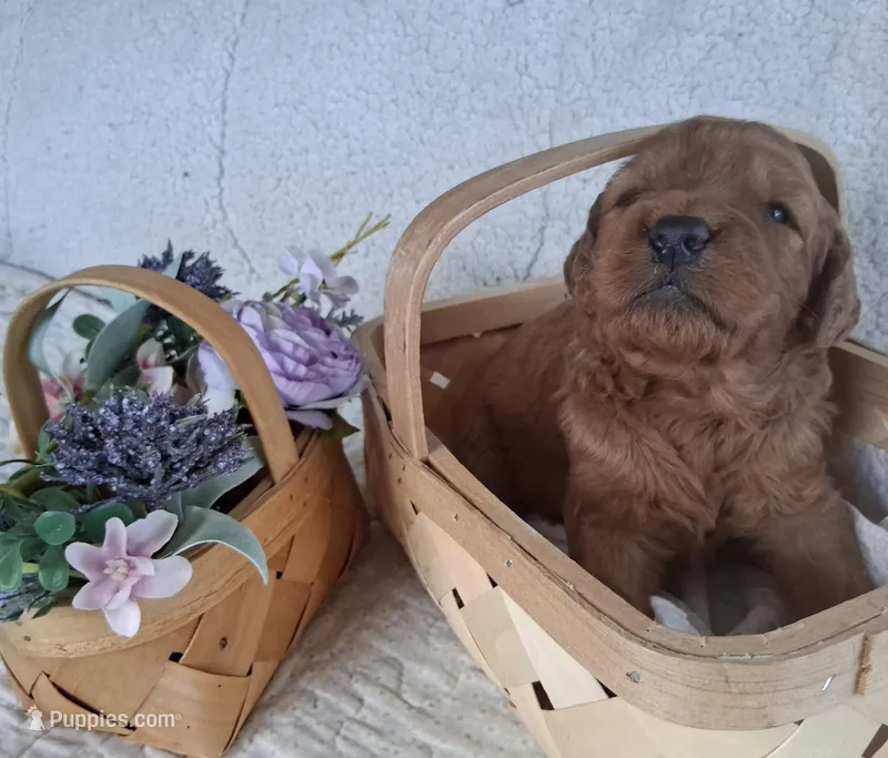 Purple Ribbon Female  – Goldendoodle puppy for sale in San Diego, CA