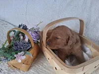 Purple Ribbon Female , a female Goldendoodle for sale in San Diego, CA – Photo 2 of 5