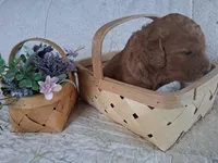 Purple Ribbon Female , a female Goldendoodle for sale in San Diego, CA – Photo 3 of 5