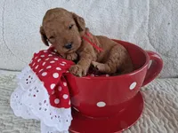 Red Ribbon Female , a female Goldendoodle for sale in San Diego, CA – Photo 2 of 3