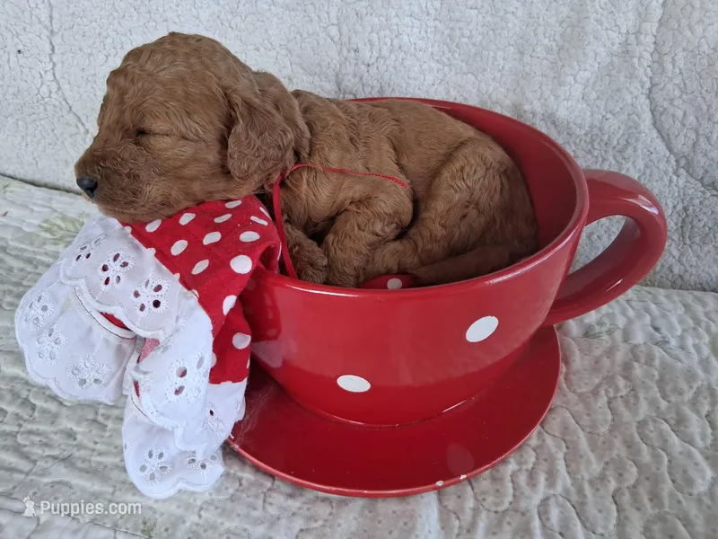 Red Ribbon Female  – Goldendoodle puppy for sale in San Diego, CA