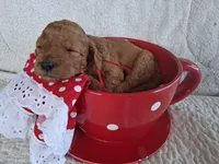 Red Ribbon Female , a female Goldendoodle for sale in San Diego, CA – Photo 3 of 3