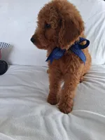 Gorgeous Goldendoodle Male, a male Goldendoodle for sale in San Diego, CA – Photo 7 of 9