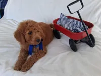 Gorgeous Goldendoodle Male, a male Goldendoodle for sale in San Diego, CA – Photo 5 of 9