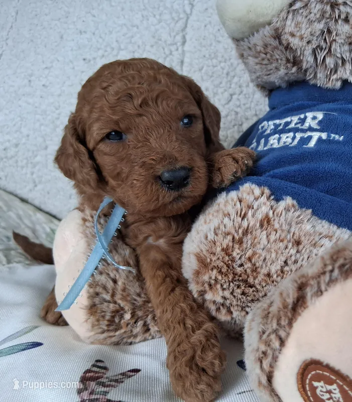 Light Blue Ribbon Male – Goldendoodle puppy for sale in San Diego, CA