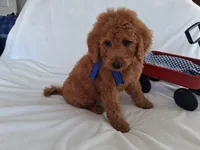 Gorgeous Goldendoodle Male, a male Goldendoodle for sale in San Diego, CA – Photo 4 of 9