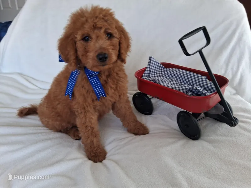Gorgeous Goldendoodle Male – Goldendoodle puppy for sale in San Diego, CA