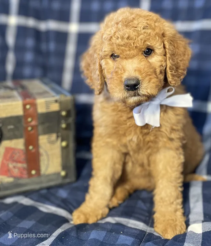 Light Blue Ribbon Male – Goldendoodle puppy for sale in San Diego, CA