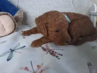 Light Blue Ribbon Male, a female Goldendoodle for sale in San Diego, CA – Photo 4 of 5