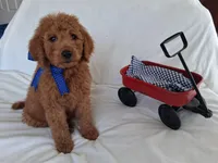 Gorgeous Goldendoodle Male, a male Goldendoodle for sale in San Diego, CA – Photo 9 of 9