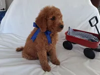 Gorgeous Goldendoodle Male, a male Goldendoodle for sale in San Diego, CA – Photo 3 of 9