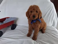 Gorgeous Goldendoodle Male, a male Goldendoodle for sale in San Diego, CA – Photo 8 of 9