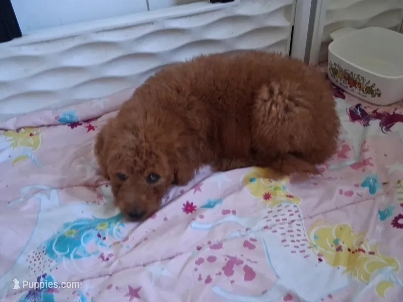 Red Male – Goldendoodle puppy for sale in San Diego, CA