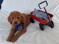 Gorgeous Goldendoodle Male, a male Goldendoodle for sale in San Diego, CA – Photo 6 of 9