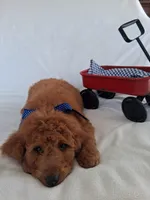 Gorgeous Goldendoodle Male, a male Goldendoodle for sale in San Diego, CA – Photo 2 of 9