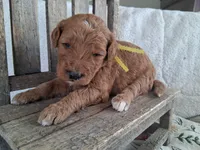 Yellow Ribbon Male, a female Goldendoodle for sale in San Diego, CA – Photo 3 of 6