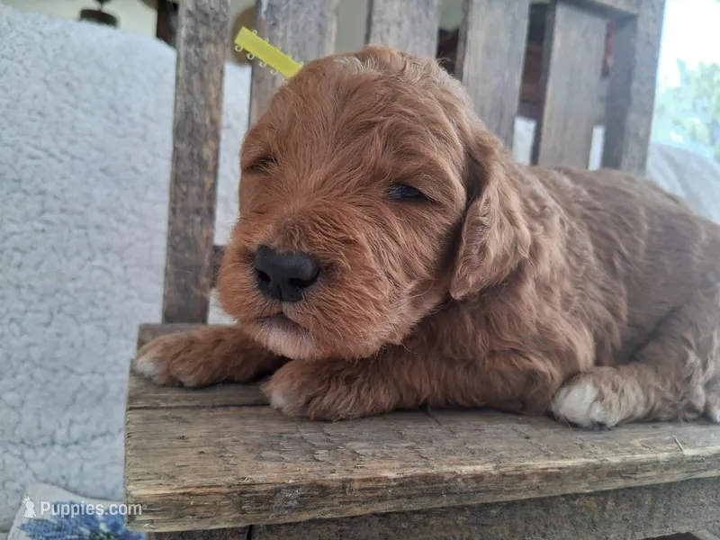 Yellow Ribbon Male – Goldendoodle puppy for sale in San Diego, CA