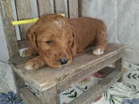 Yellow Ribbon Male, a female Goldendoodle for sale in San Diego, CA – Photo 6 of 6