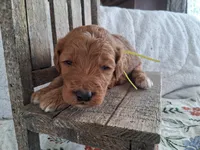 Yellow Ribbon Male, a female Goldendoodle for sale in San Diego, CA – Photo 4 of 6