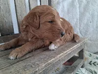 Yellow Ribbon Male, a female Goldendoodle for sale in San Diego, CA – Photo 2 of 6