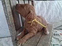 Yellow Ribbon Male, a female Goldendoodle for sale in San Diego, CA – Photo 5 of 6