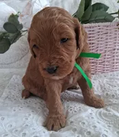 Green Ribbon Male, a female Goldendoodle for sale in San Diego, CA – Photo 2 of 5