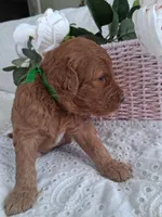 Green Ribbon Male, a female Goldendoodle for sale in San Diego, CA – Photo 5 of 5