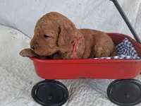 Red Ribbon Male, a female Goldendoodle for sale in San Diego, CA – Photo 2 of 3