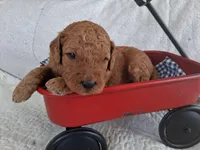 Red Ribbon Male, a female Goldendoodle for sale in San Diego, CA – Photo 3 of 3