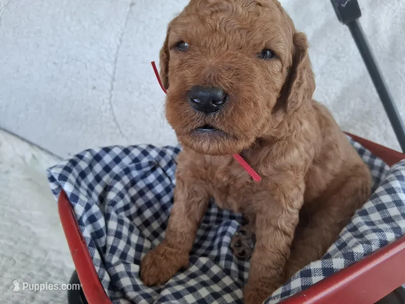 Red Ribbon Male – Goldendoodle puppy for sale in San Diego, CA