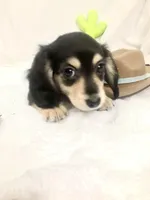 Blue Boy, a male Miniature Dachshund for sale in Cave Creek, AZ – Photo 2 of 3