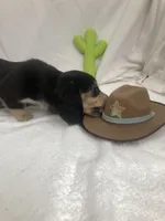 Blue Boy, a male Miniature Dachshund for sale in Cave Creek, AZ – Photo 3 of 3