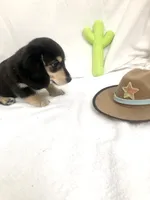 Blue Boy, a male Miniature Dachshund for sale in Cave Creek, AZ – Photo 1 of 3