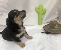 Turquoise Boy, a male Miniature Dachshund for sale in Cave Creek, AZ – Photo 3 of 4