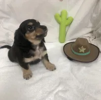 Turquoise Boy, a male Miniature Dachshund for sale in Cave Creek, AZ – Photo 1 of 4