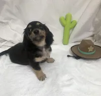 Turquoise Boy, a male Miniature Dachshund for sale in Cave Creek, AZ – Photo 4 of 4