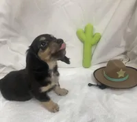 Turquoise Boy, a male Miniature Dachshund for sale in Cave Creek, AZ – Photo 2 of 4