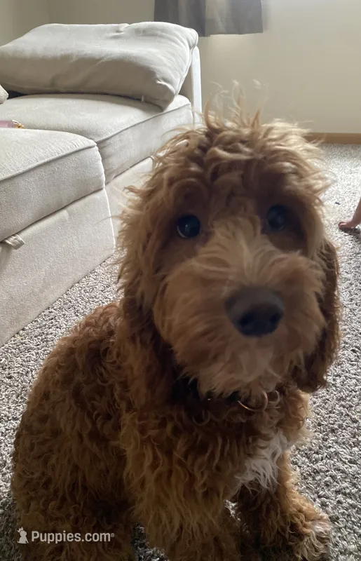 Zarah  – Cockapoo, Cocker Spaniel puppy for sale in Pipestone, MN
