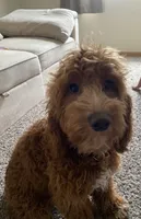 Zarah , a female Cockapoo and Cocker Spaniel for sale in Pipestone, MN – 1 of 3