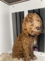 Zarah , a female Cockapoo and Cocker Spaniel for sale in Pipestone, MN – 2 of 3