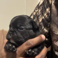 Moose, a male French Bulldog for sale in Raleigh, NC – Photo 1 of 4