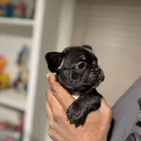 Moose, a male French Bulldog for sale in Raleigh, NC – Photo 2 of 4