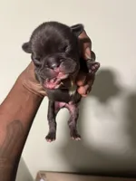 Blue, a female French Bulldog for sale in Raleigh, NC – Photo 6 of 7