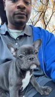Blue, a female French Bulldog for sale in Raleigh, NC – Photo 2 of 7