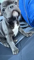 Blue, a female French Bulldog for sale in Raleigh, NC – Photo 3 of 7