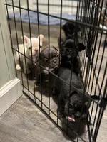 Blue, a female French Bulldog for sale in Raleigh, NC – Photo 5 of 7