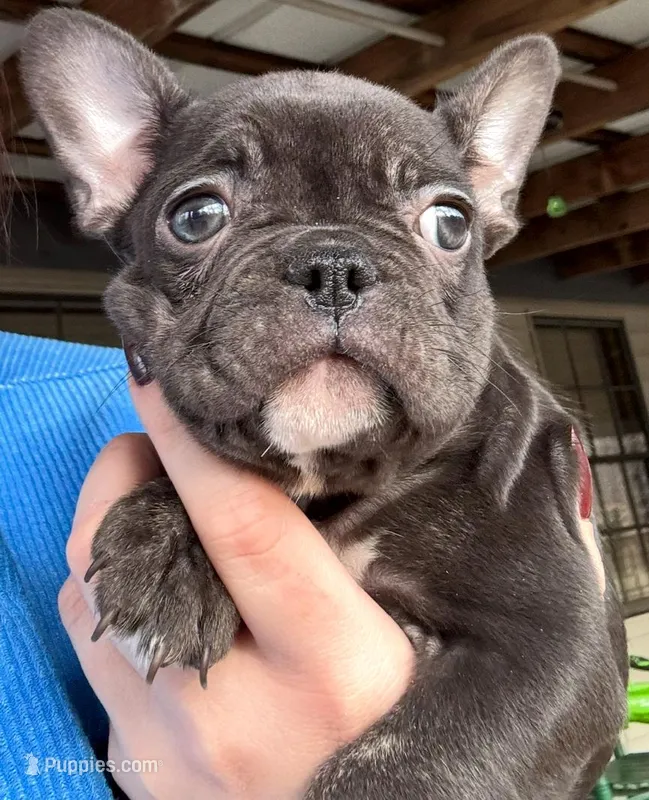Blue, a female French Bulldog for sale in Raleigh, NC – Photo 1 of 7