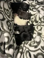 Blue, a female French Bulldog for sale in Raleigh, NC – Photo 7 of 7