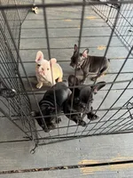 Blue, a female French Bulldog for sale in Raleigh, NC – Photo 4 of 7